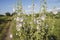 Pale purple blooming wild mallow, musk next to the road. Malva alcea, vervain mallow or hollyhock mallow