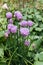 Pale purple Chives flowers in spring. Culinary herb.