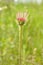 Pale Purple Coneflower