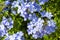 Pale purple flowers or Plumbago.