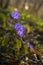 Pale purple forest flowers with sunshine