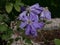 Pale purple or mauve clematis flowers in garden in summer