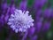 Pale Purple Pincushion Flower