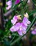 pale purple pink everlasting sweet pea flower Lathyrus latifolius growing in summer cottage garden