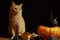 Pale red cat sits next to orange pumpkin on black background