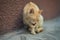 Pale red cat sits on a stone floor and cleans a paw, close-up portrait