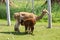 Pale reddish female alpaca standing in profile feeding her darker baby in enclosure