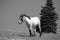 Pale roan wild horse mustang in the Rocky Mountains of Wyoming in the USA - black and white