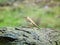 The pale rockfinch or pale rock sparrow