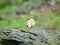 The pale rockfinch or pale rock sparrow