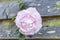 Pale Rose Flower Background at Wooden Wall