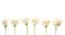 Pale Roses with Stems Isolated on White Background Banner