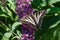 Pale swallowtail butterfly