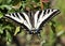 Pale Swallowtail butterfly