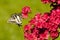 Pale Swallowtail butterfly on Azalea Bushes