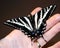 Pale swallowtail butterfly on hand