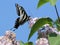 Pale Swallowtail (Papilio eurymedon) Side View