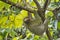 Pale-throated Sloth, Bradypus tridactylus