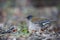 Pale thrush male in Japan