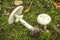 Pale toadstool (Amanita falloides)