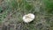 Pale toadstool Amanita phalloides or in autumn in green grass, close up view