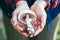 Pale toadstool in a handful. Autumn harvest of mushrooms