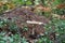 Pale toadstool near an anthill