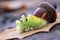 The Pale Tussock caterpillar - yelow hairy