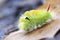 The Pale Tussock caterpillar - yelow hairy
