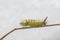 Pale Tussock moth Calliteara pudibunda on stalk.