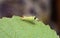 Pale tussock moth caterpillar creeps along the edge a leaf