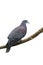 Pale-vented pigeon, Columba cayennensis