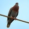 Pale-vented Pigeon Patagioenas cayennensis perched on a wire in an urban are