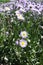 Pale violet flowerheads of aspen fleabane