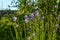 Pale violet flowers of Campanula rotundifolia.  Beautiful harebells in sunny day