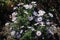 Pale violet flowers of Michaelmas daisies in autumn