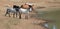 Pale white buckskin stallion with herd of wild horses at waterhole in Pryor Mountains Wild Horse Range in Montana USA