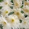 Pale white chrysanthemum flowers closeup