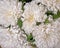 Pale white chrysanthemum flowers closeup