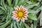 Pale white and violet colored tiger gazania flower