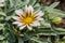 Pale white and violet colored tiger gazania flower