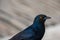 Pale Winged Starling, a Black Bird with Orange Eyes in Namibia Close Up