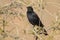 Pale-winged Starling - Onychognathus nabouroup