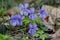 Pale wood violet Viola reichenbachiana in a nature