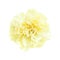 Pale yellow carnation flowers isolated