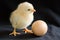 A pale yellow chick stands next to an egg on a black background