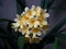 Pale yellow Clivia flowers