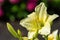 Pale yellow daylily in full bloom with additional buds, garden in background