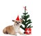 Pale yellow dog near the present and Christmas tree