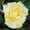 Pale yellow fake rose flower, floral background